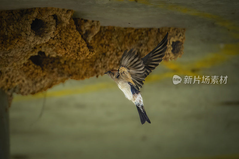 欢迎吞咽(Hirundo neoxena)